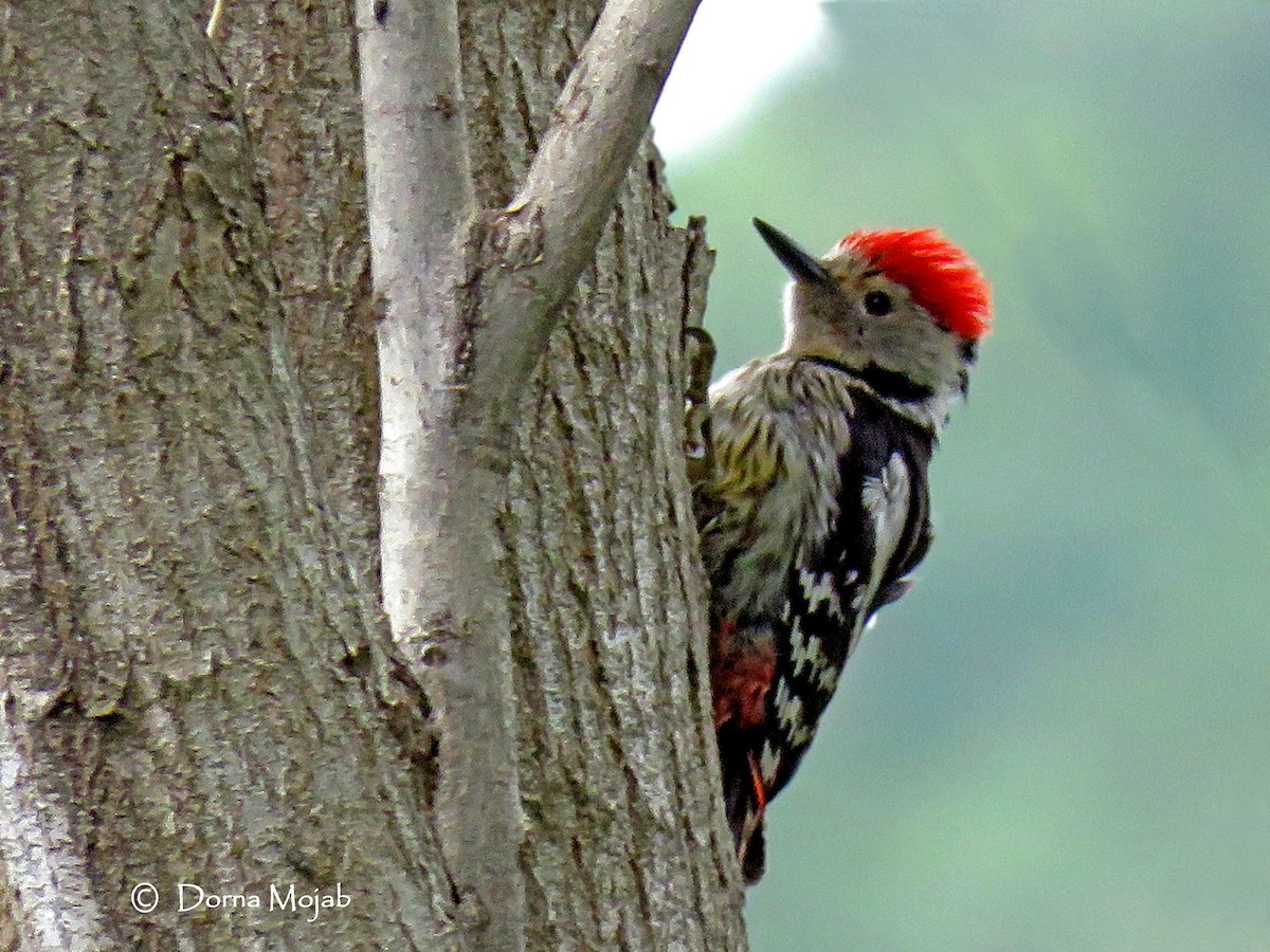 Middle Spotted Woodpecker - Dorna Mojab