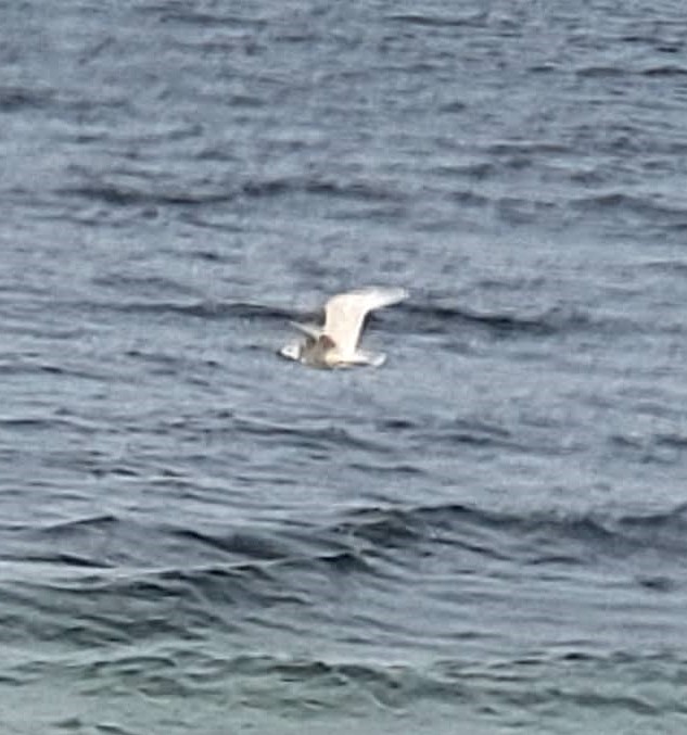 Iceland Gull - ML287730081