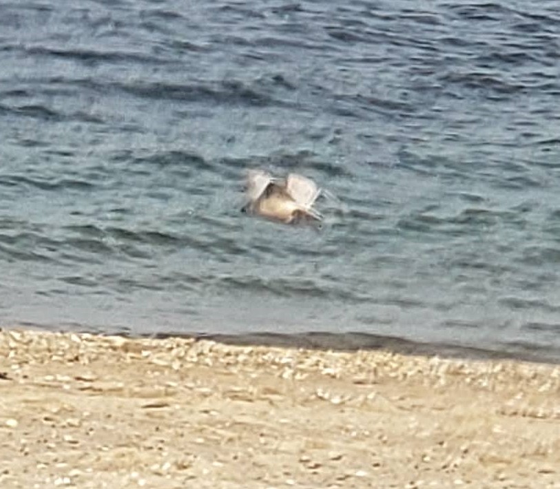 Iceland Gull - ML287730091