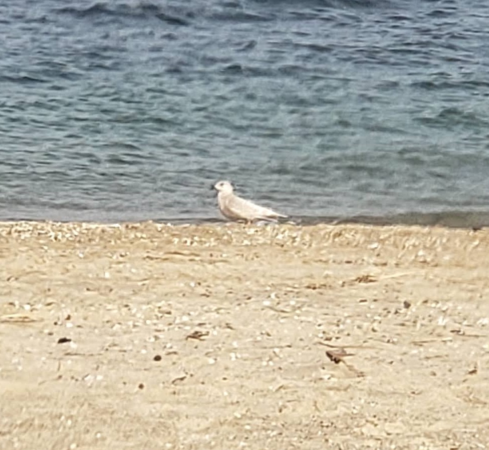 Iceland Gull - ML287730101