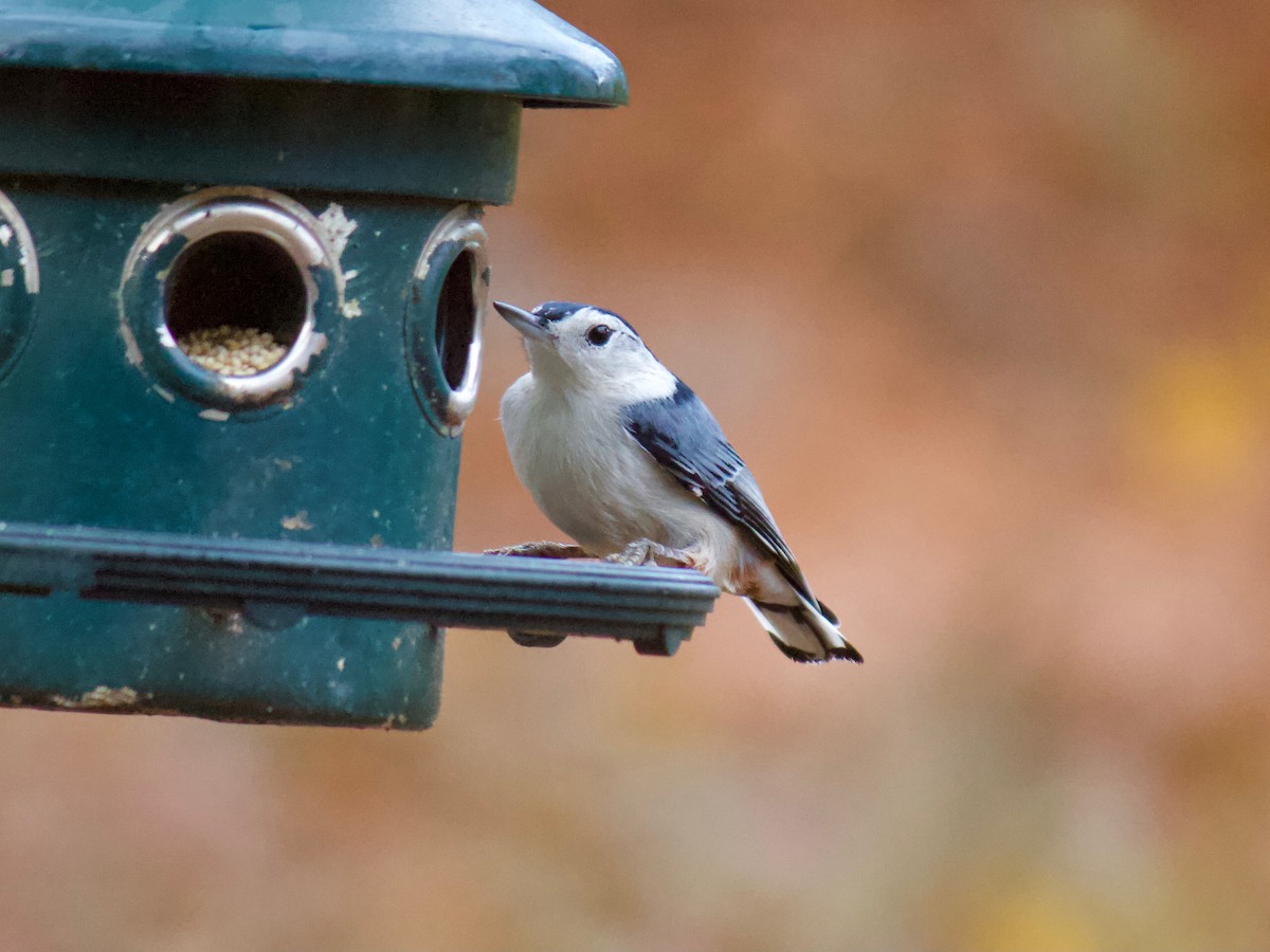 White-breasted Nuthatch (Eastern) - ML287732951