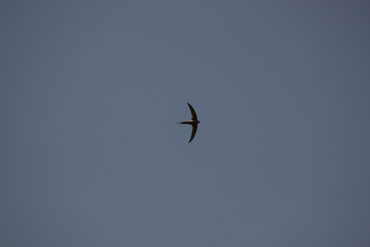 African Palm Swift - ML287734201