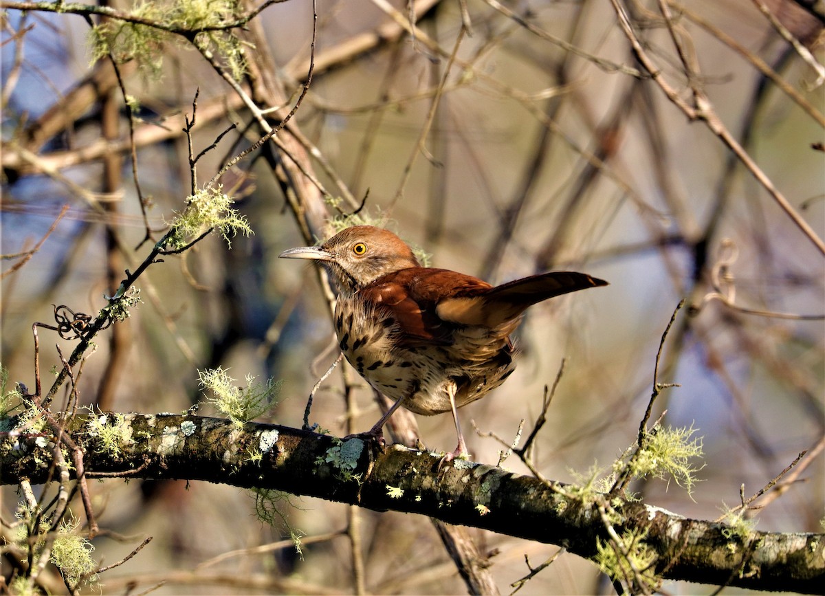 Brown Thrasher - ML287734881