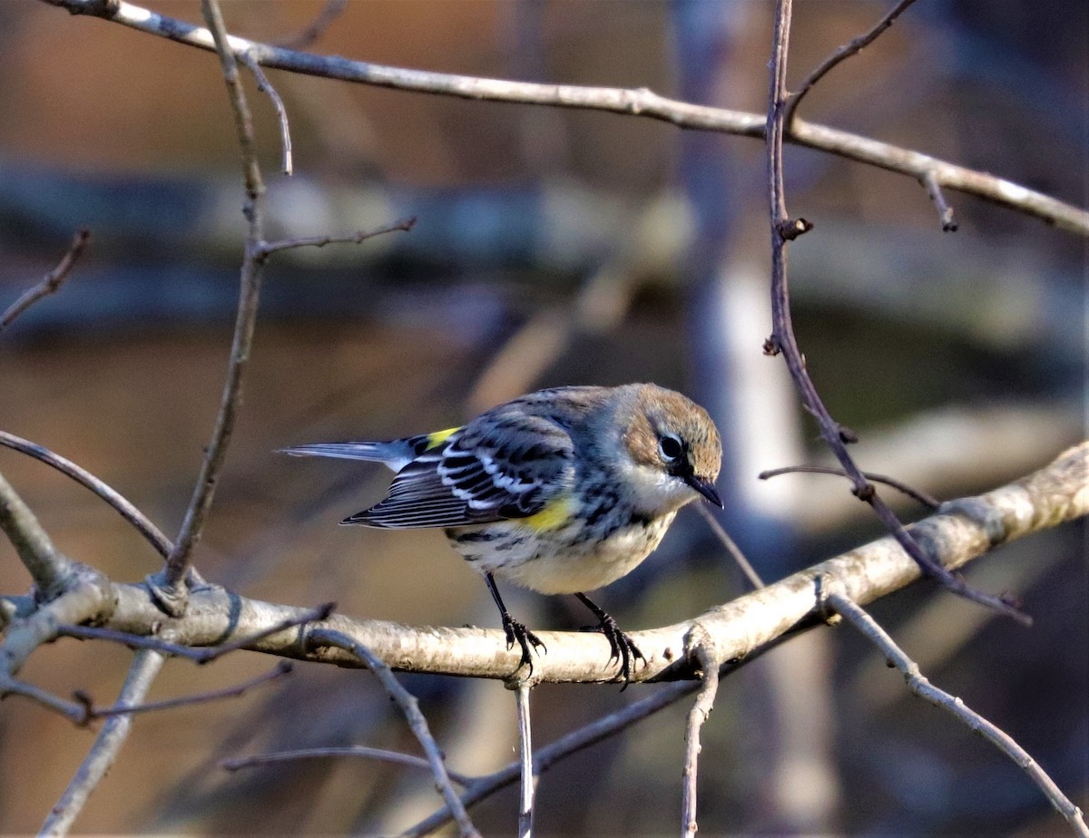 Yellow-rumped Warbler - ML287735311