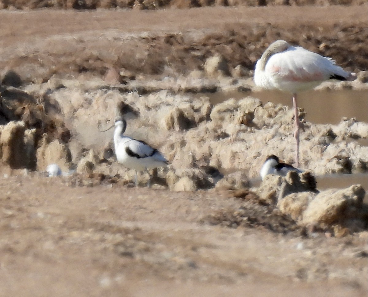 Avoceta Común - ML287735811