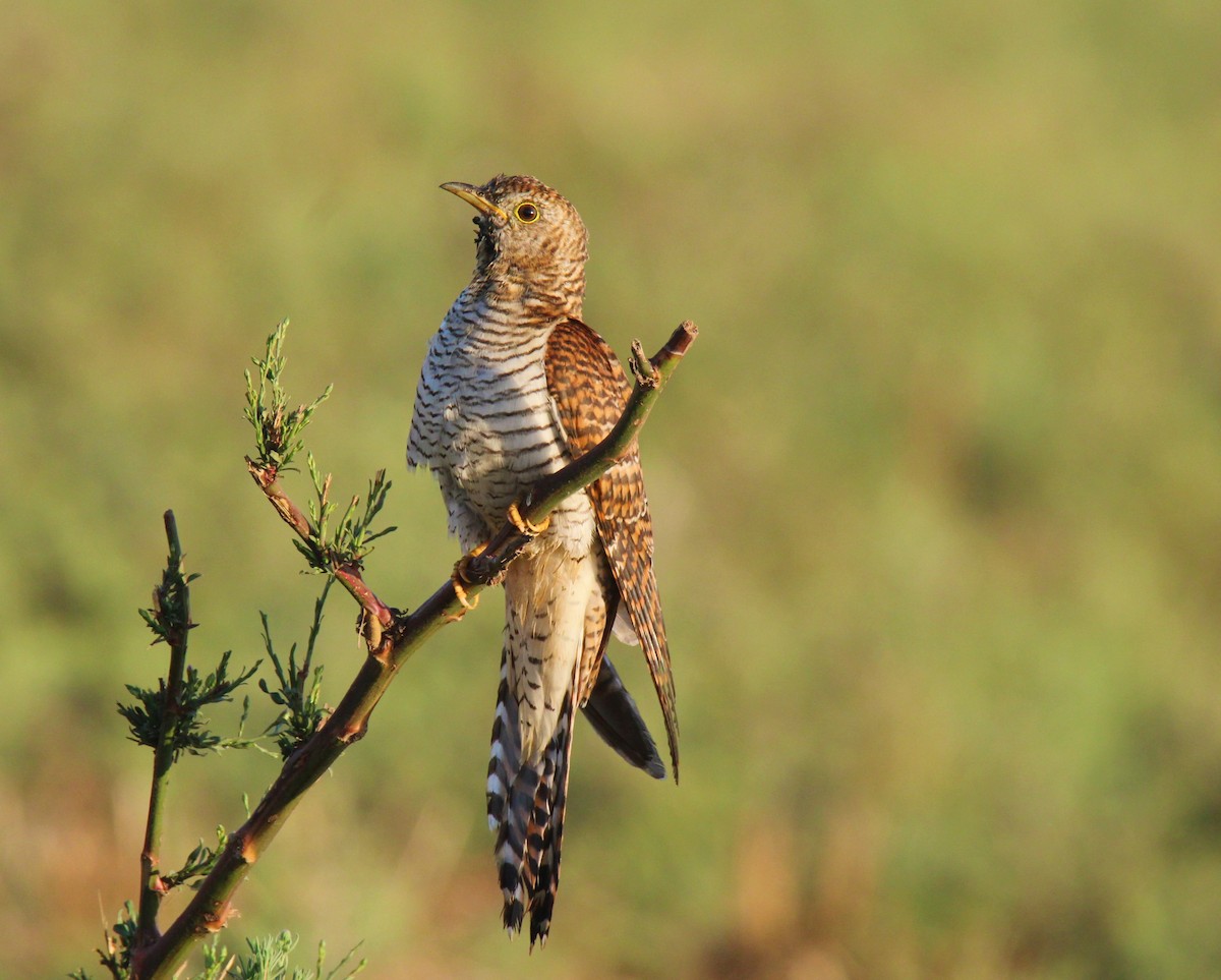 Common Cuckoo - ML287736061