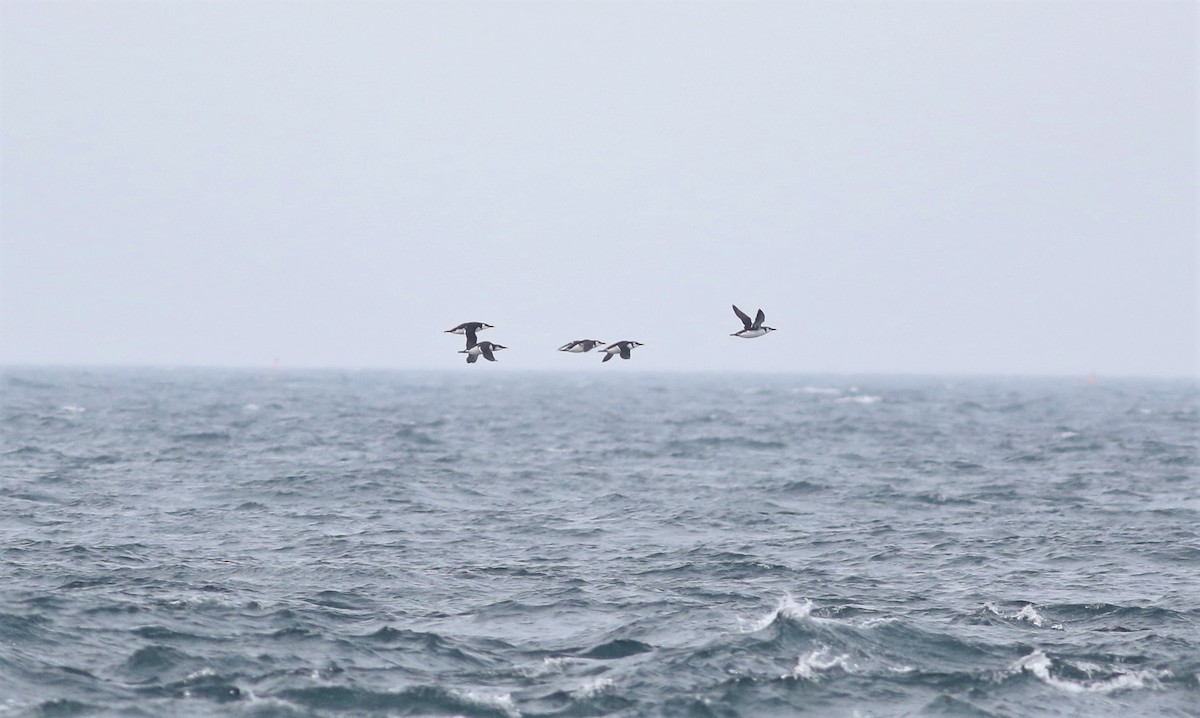 Common Murre - Peter Flood