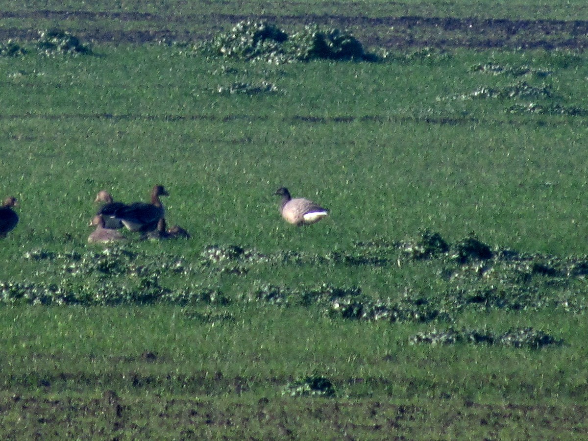 berneška tmavá (ssp. bernicla) - ML287742571