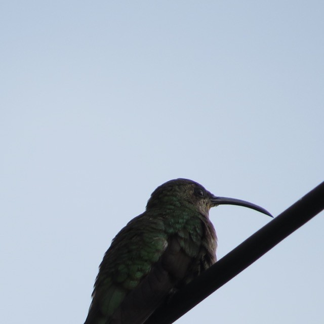 kolibřík hispaniolský - ML28774301