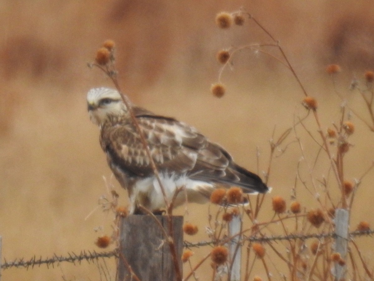 Poiana calzata - ML287745721