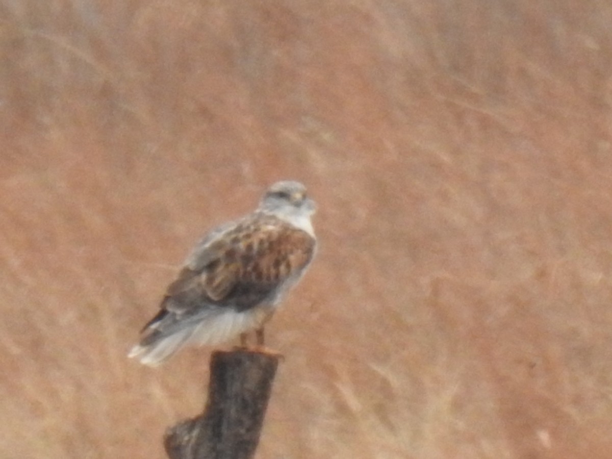 Ferruginous Hawk - ML287745891