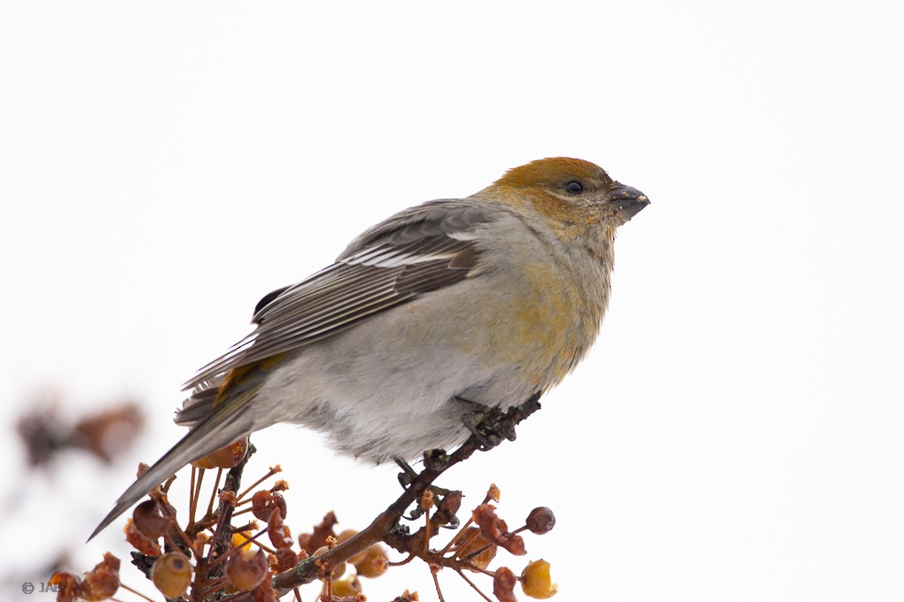 Pine Grosbeak - Abraham Bowring