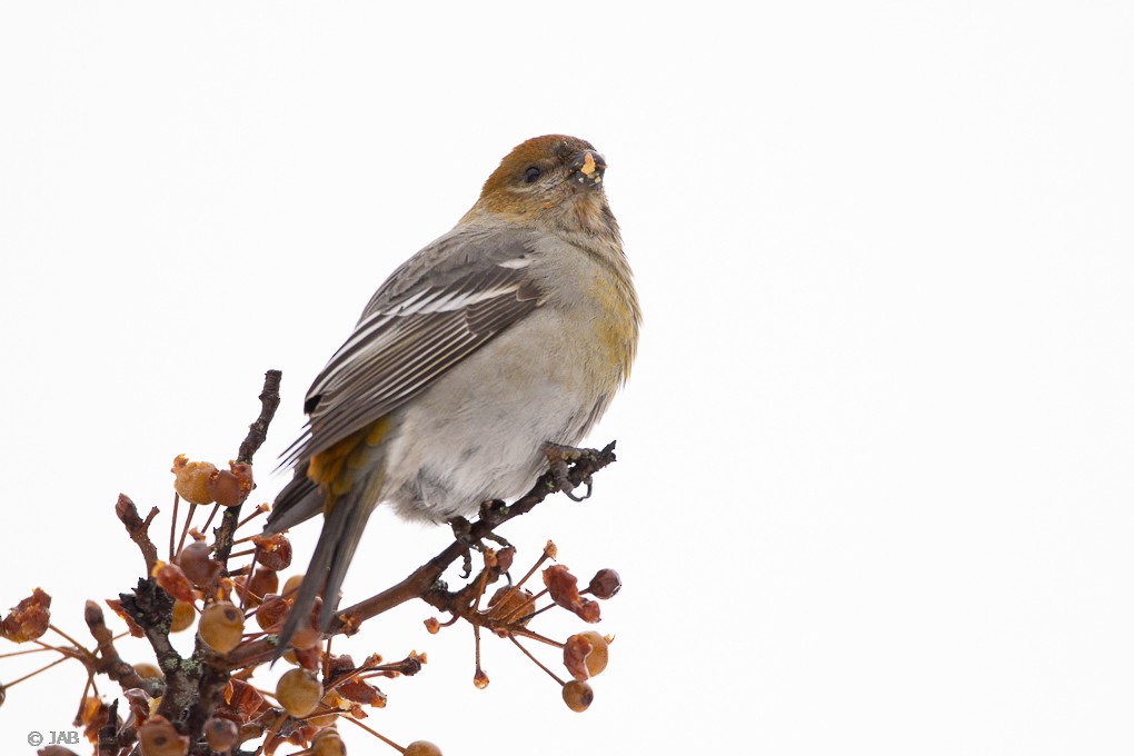 Pine Grosbeak - Abraham Bowring