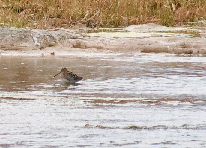 Wilson's Snipe - ML287749131