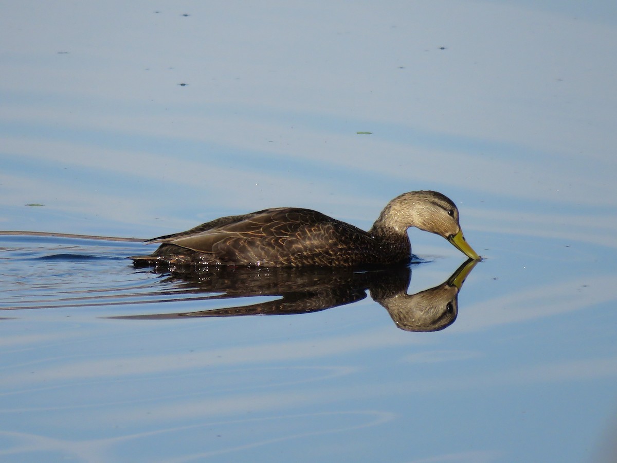 American Black Duck - ML287750481