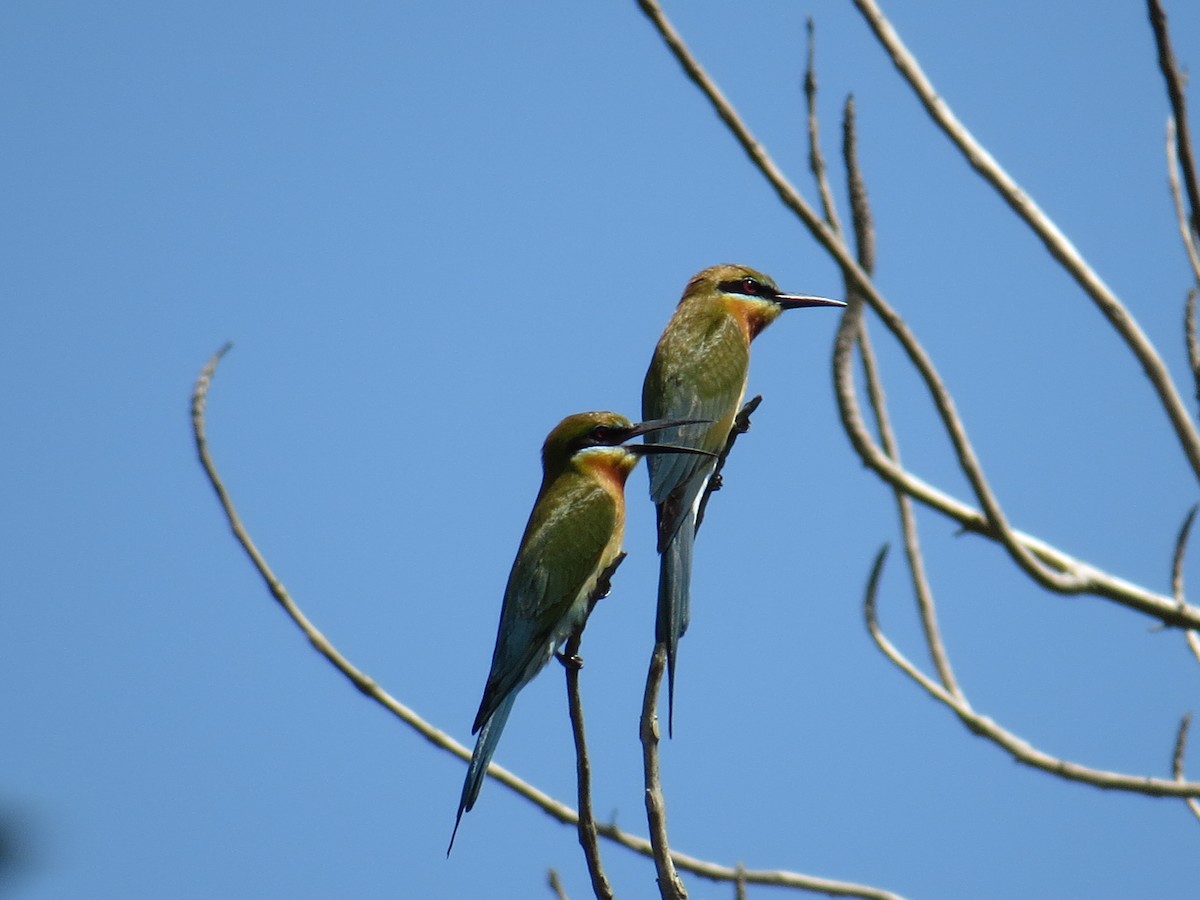 Blue-tailed Bee-eater - George Inocencio