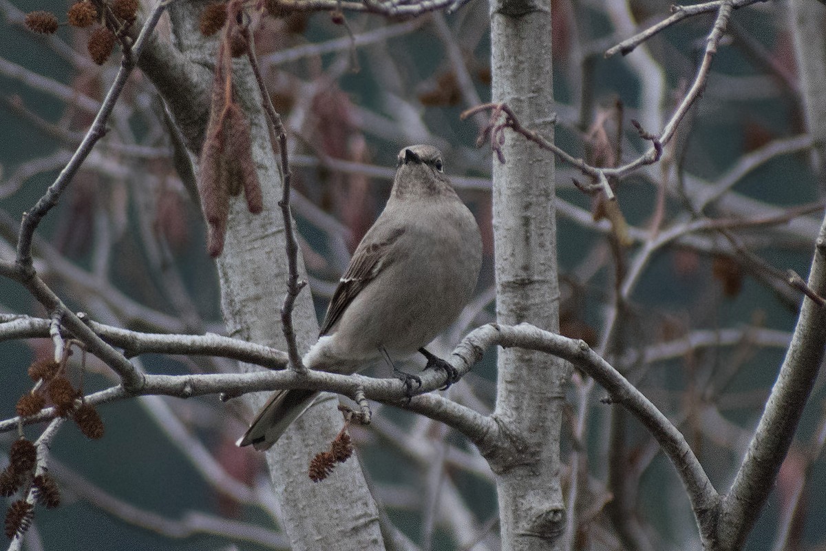 Townsend's Solitaire - ML287751571