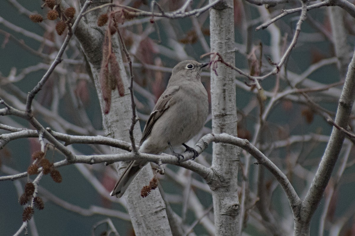 Townsend's Solitaire - ML287751581