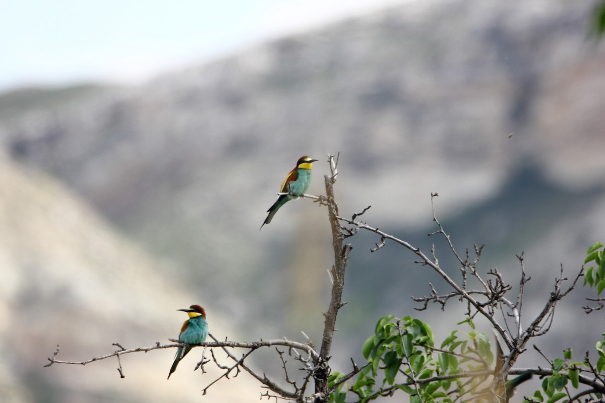 European Bee-eater - ML28775191