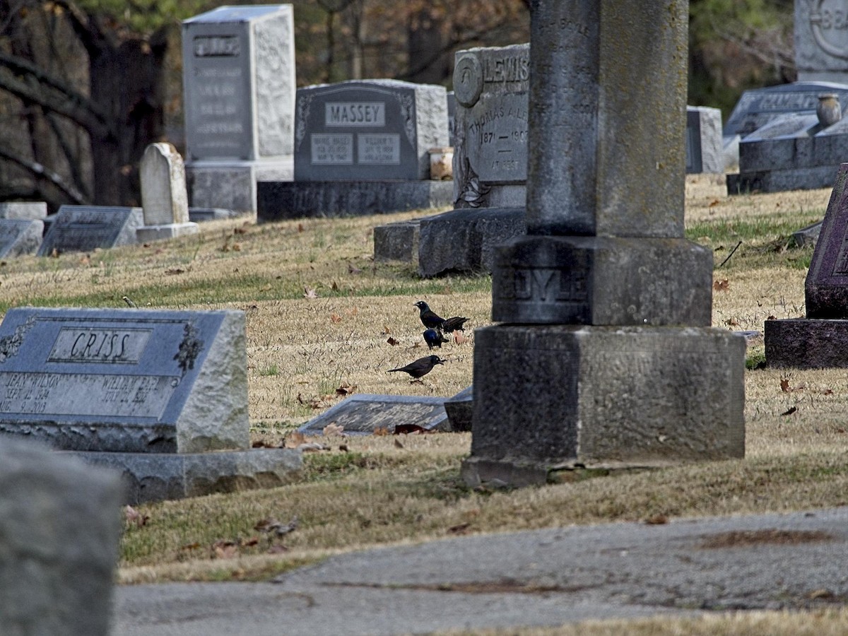 Common Grackle - ML287752761