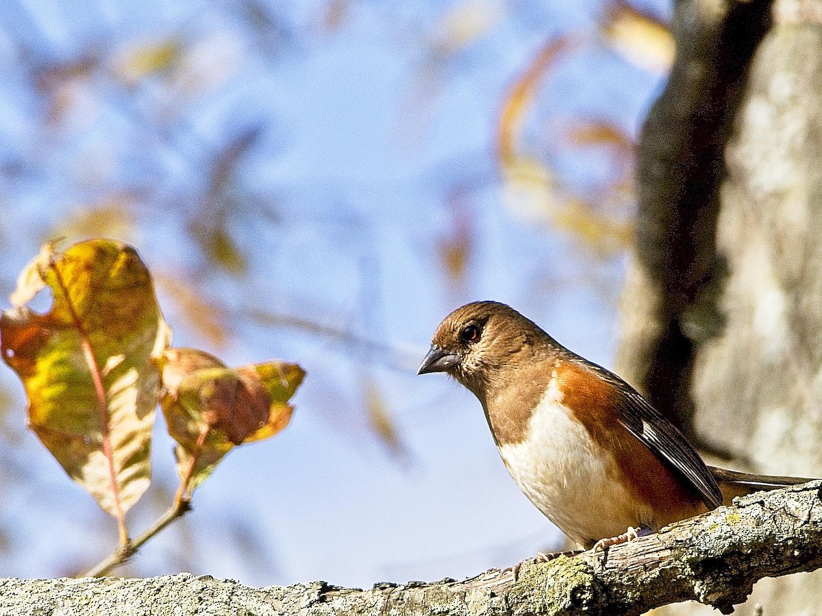 Eastern Towhee - ML287752861