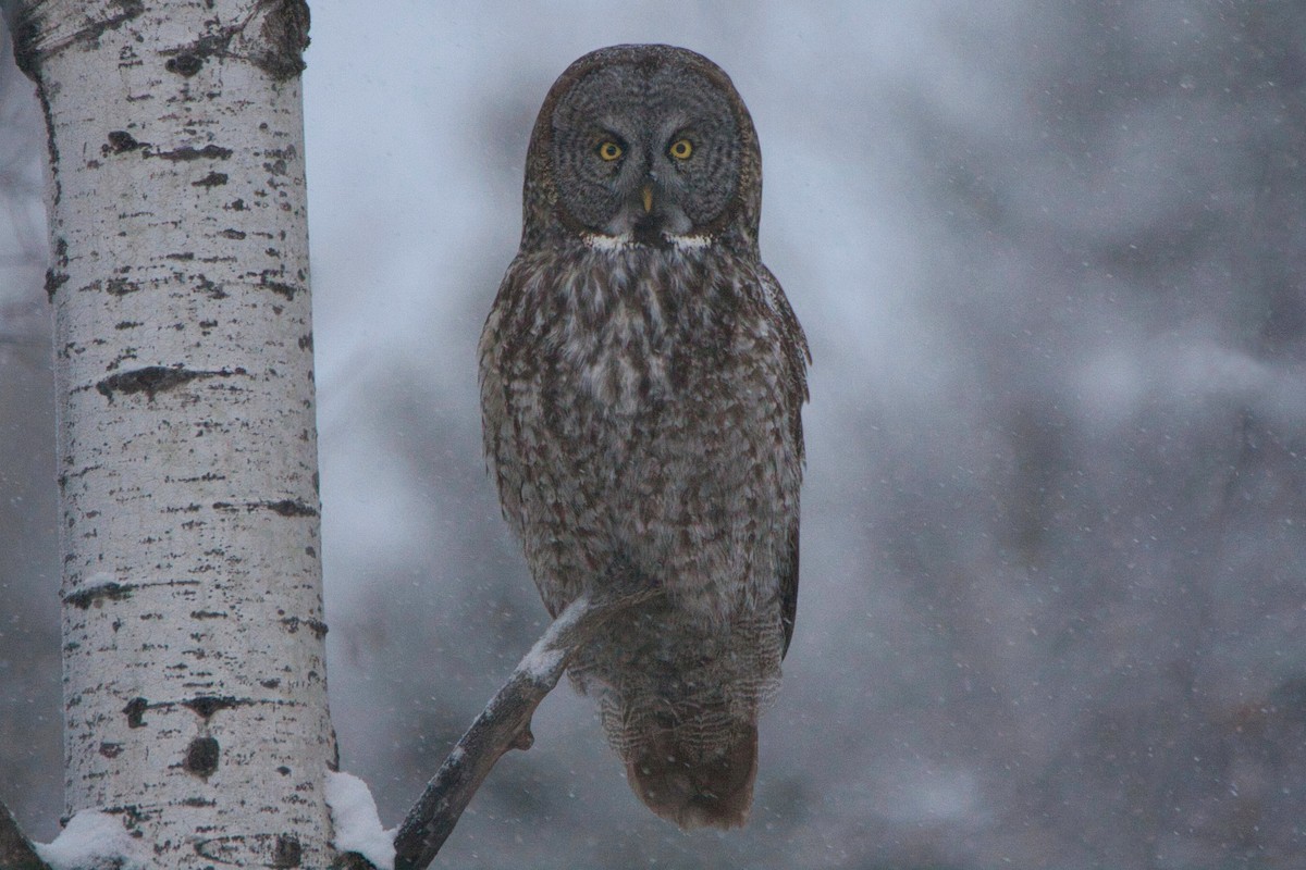 Great Gray Owl - Makail Johannesson