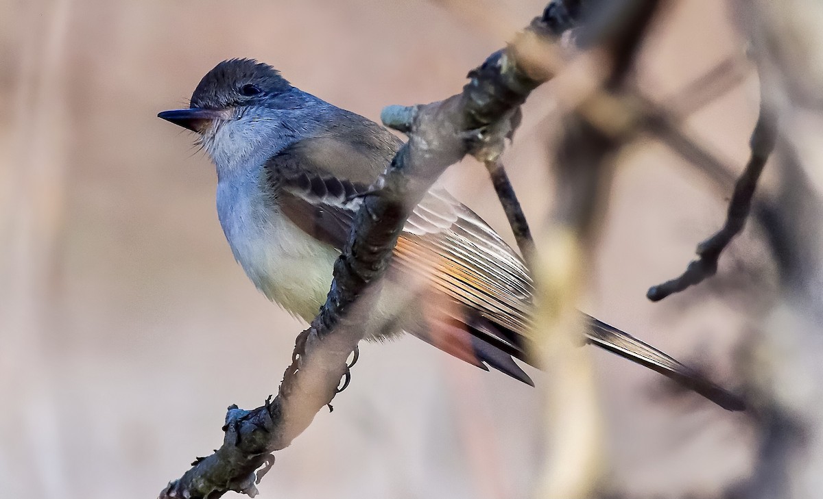 Ash-throated Flycatcher - ML287753711