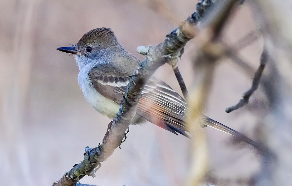 Ash-throated Flycatcher - ML287753721