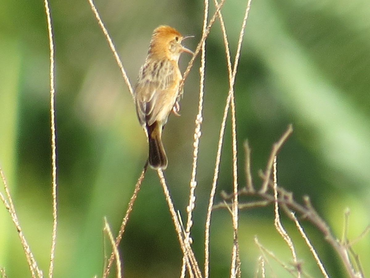 Golden-headed Cisticola - ML28775461