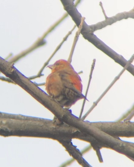 Red Crossbill - ML287755581