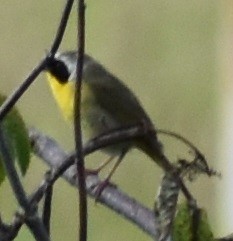 Common Yellowthroat - ML287756271