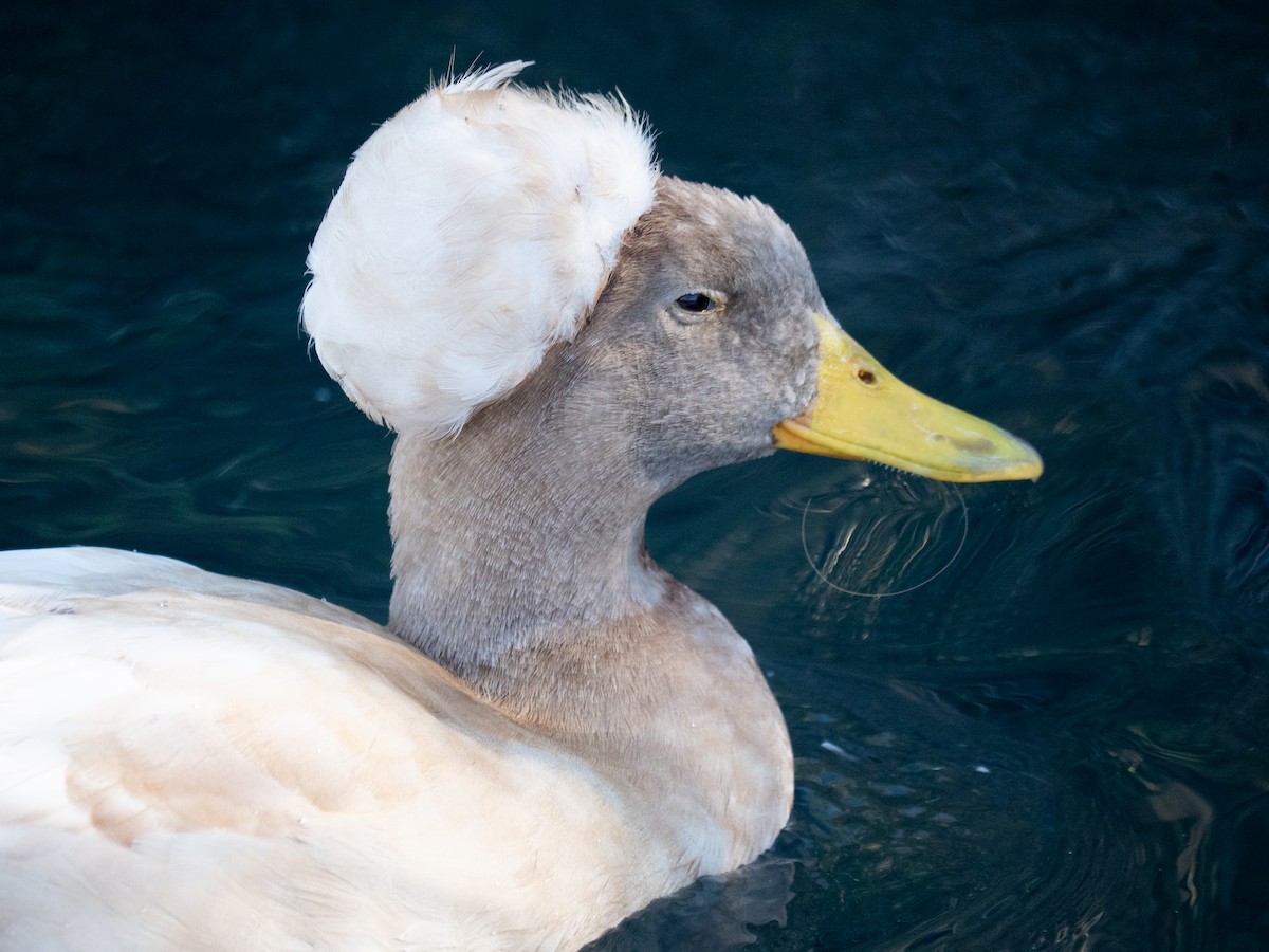 Mallard (Domestic type) - Weston  Rucker