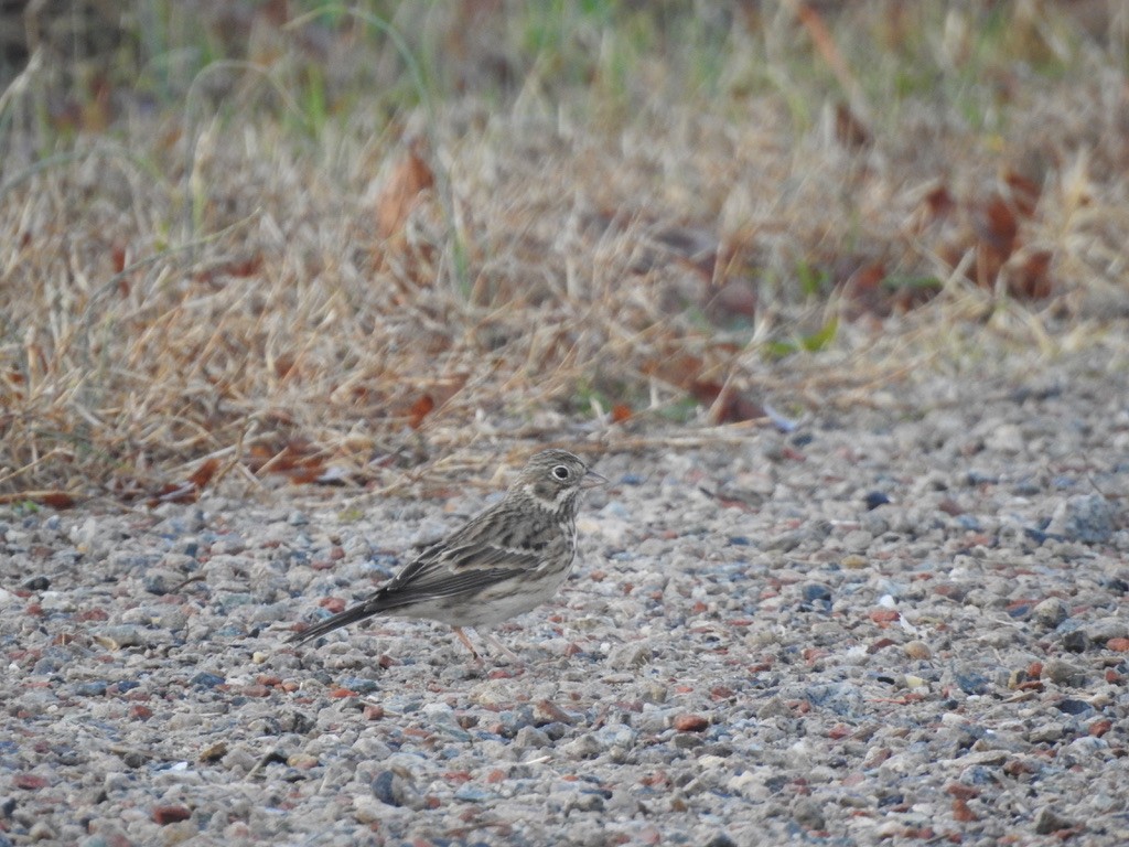 Vesper Sparrow - ML287758371