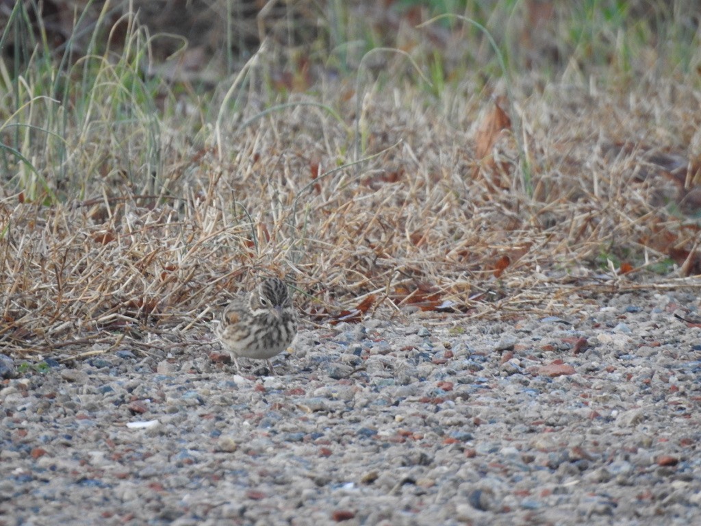 Vesper Sparrow - ML287758801