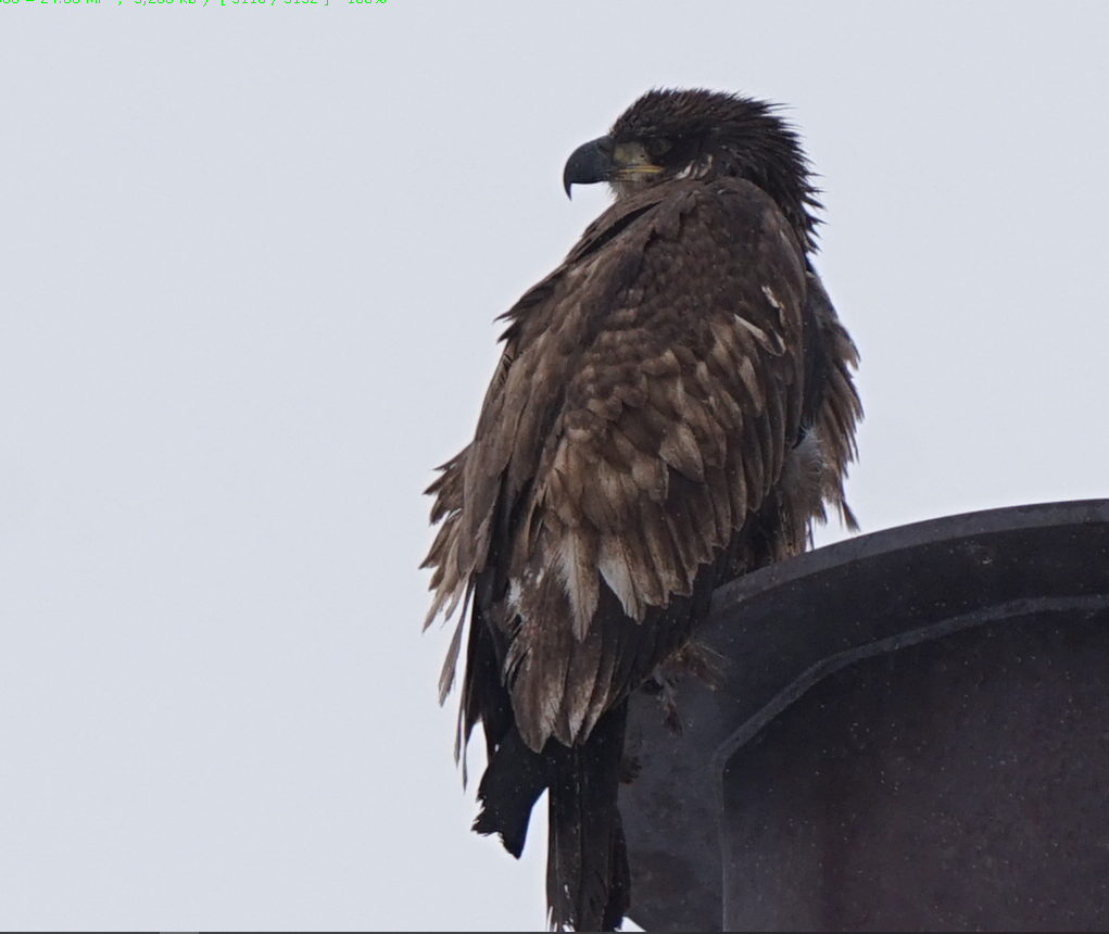 Weißkopf-Seeadler - ML287758931