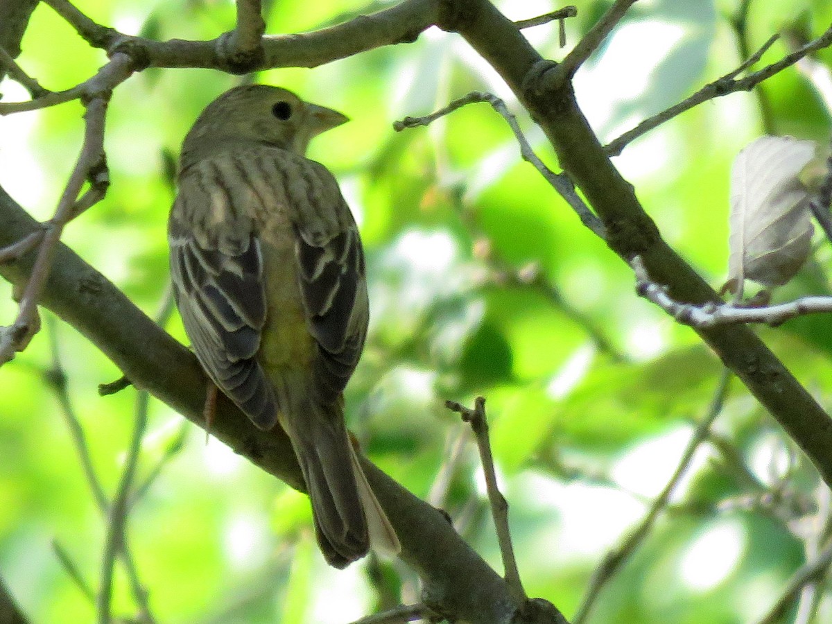 Black-headed Bunting - ML28775941