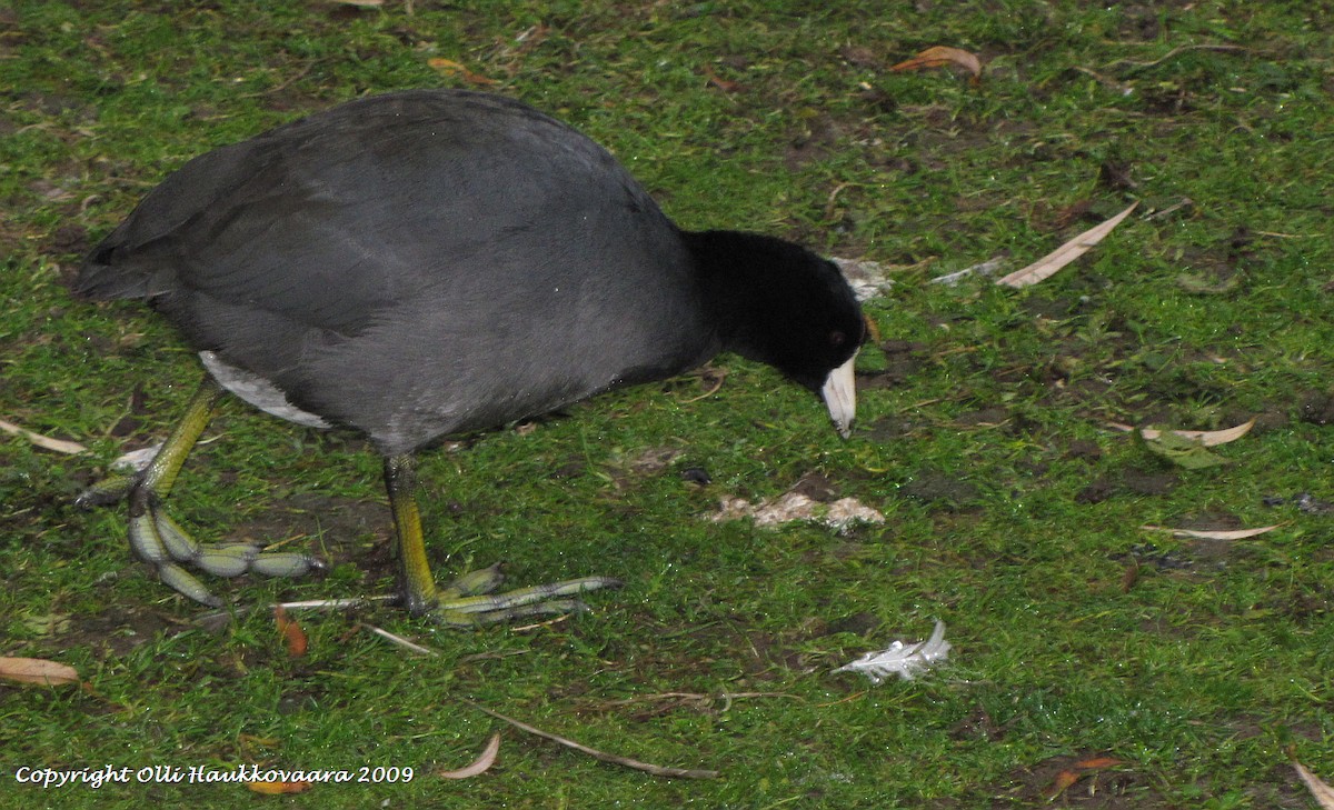 American Coot (Red-shielded) - Olli Haukkovaara