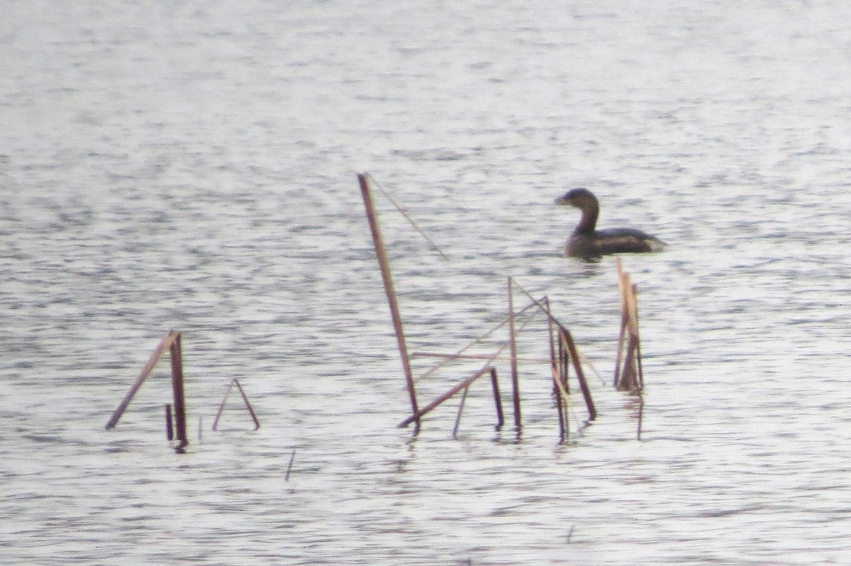 Pied-billed Grebe - ML287759941