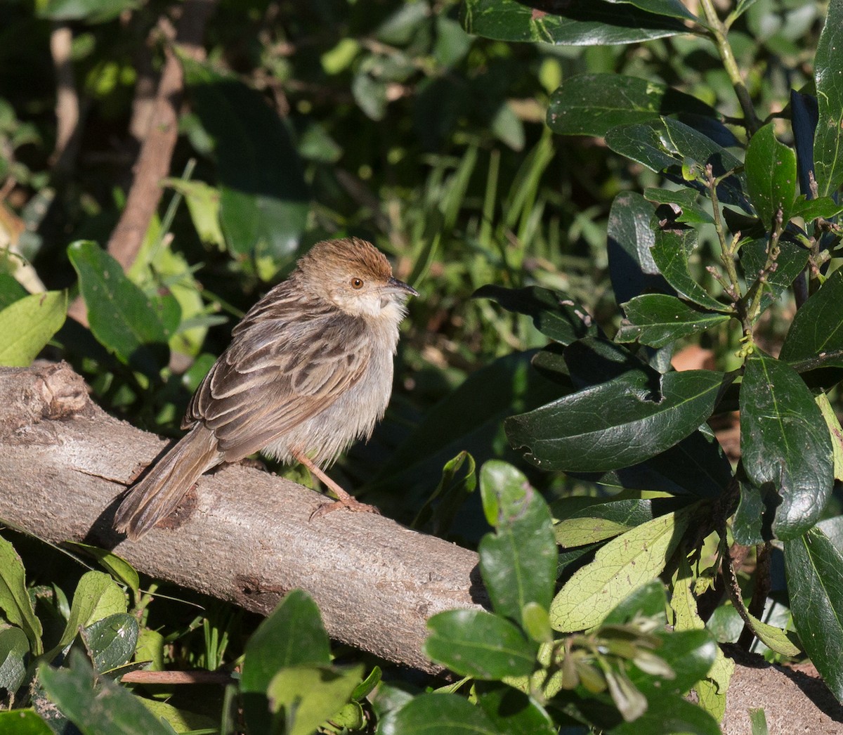 Rattling Cisticola - ML28776021