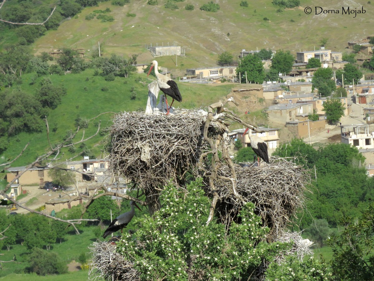 White Stork - ML28776061