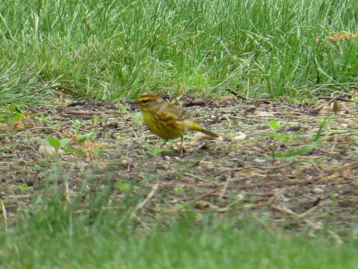 Palm Warbler (Yellow) - ML28776081