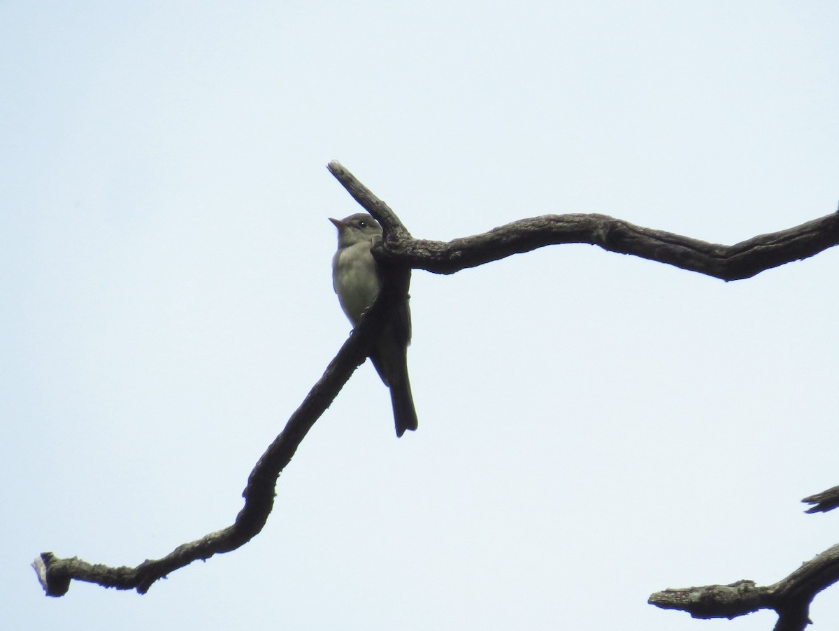 Acadian Flycatcher - ML28776101