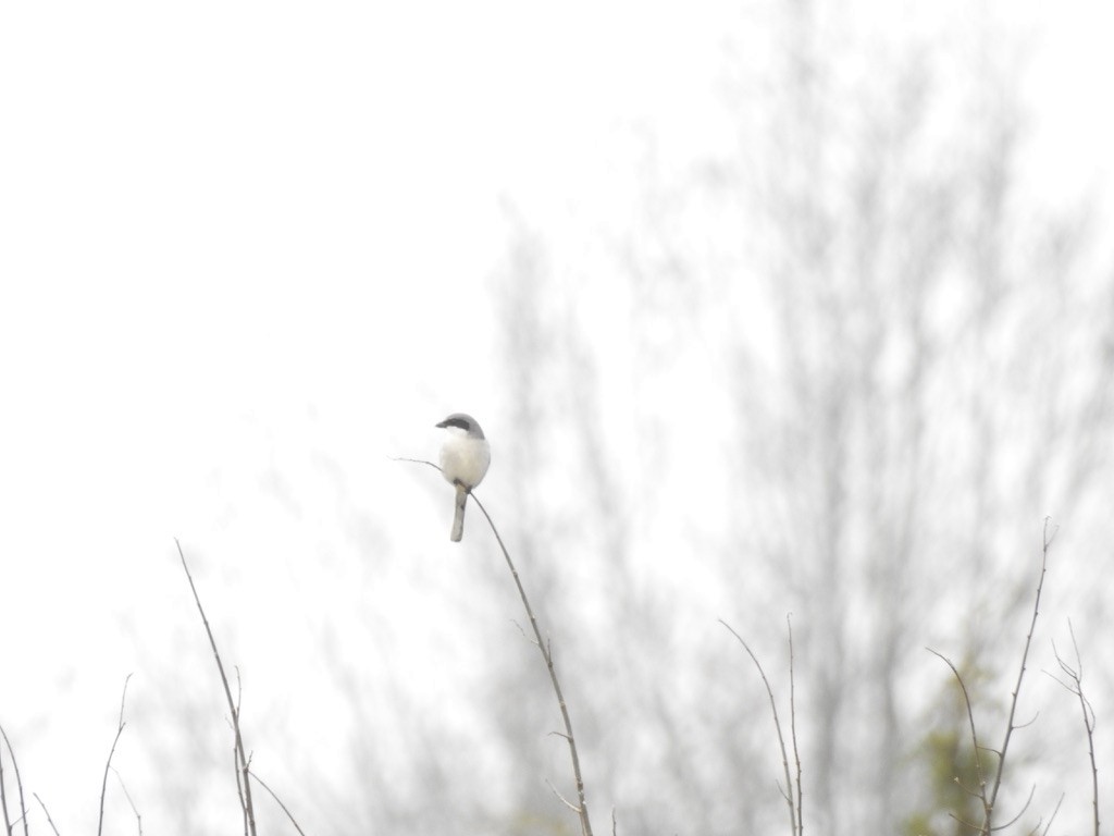 Loggerhead Shrike - ML287761381