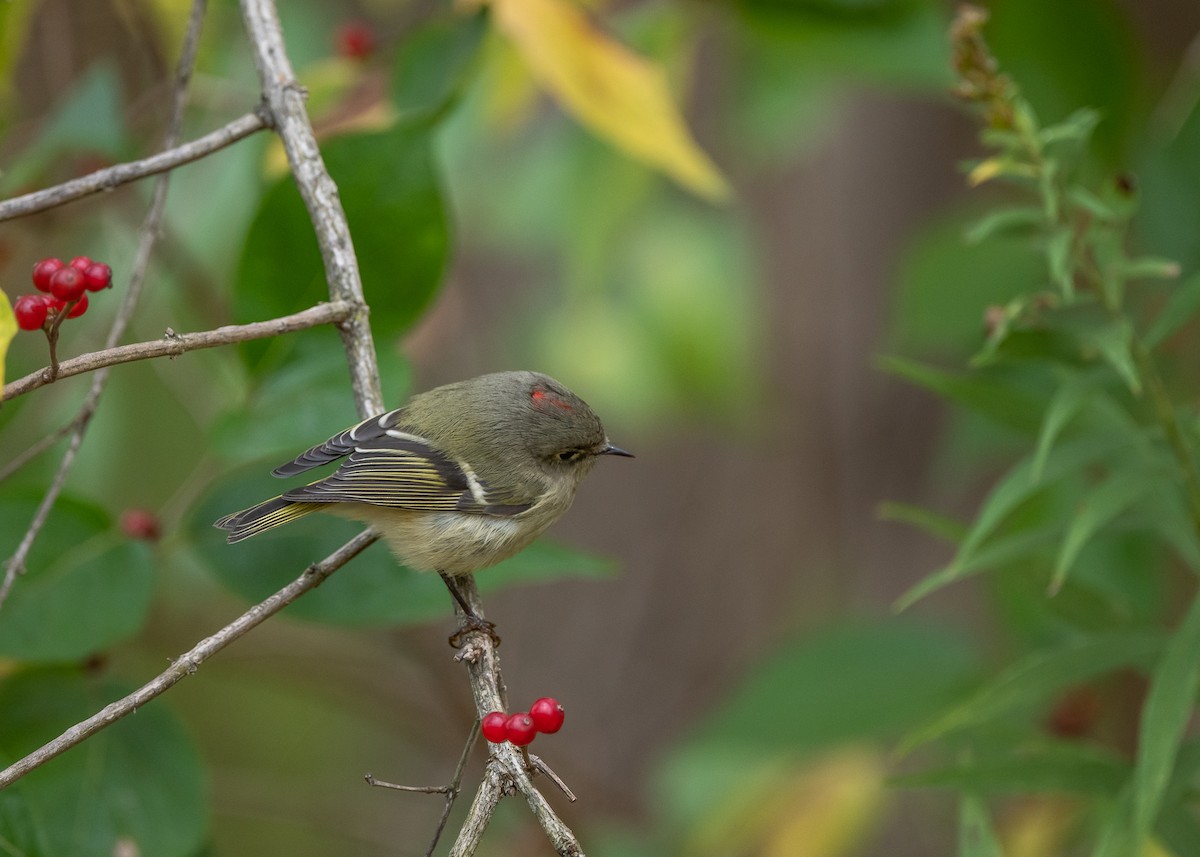 Ruby-crowned Kinglet - Sheila and Ed Bremer