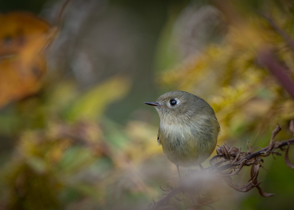 Ruby-crowned Kinglet - Sheila and Ed Bremer