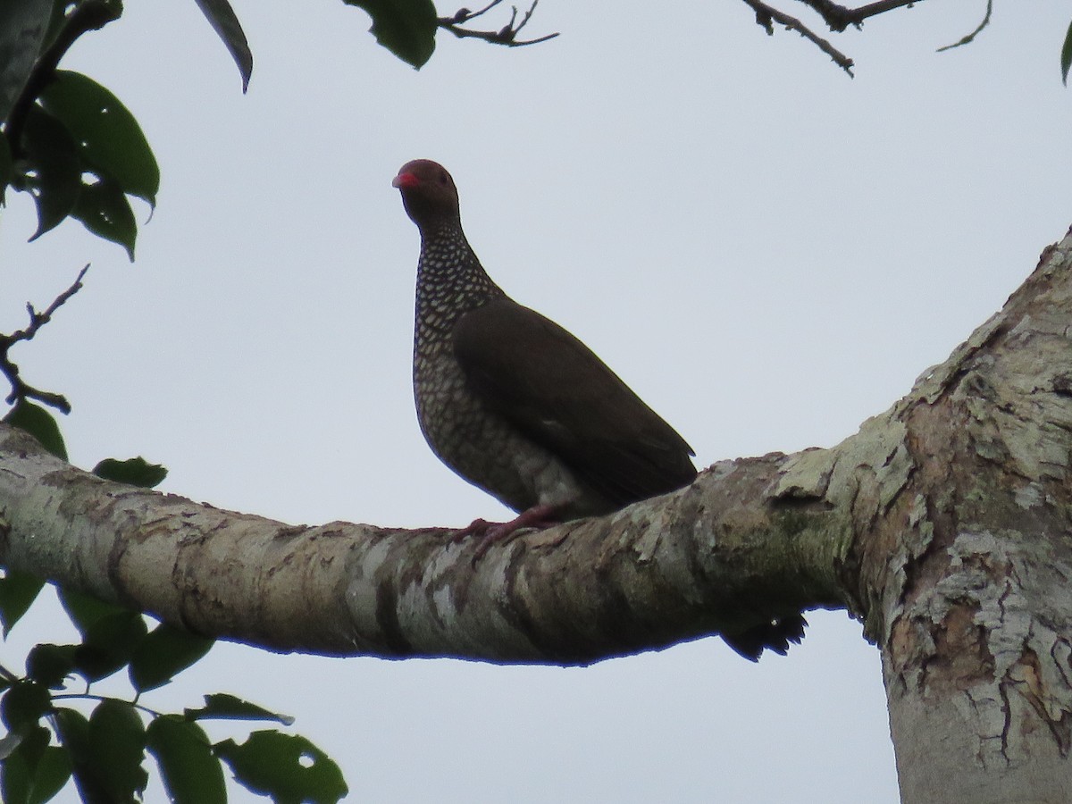 Scaled Pigeon - ML287763031