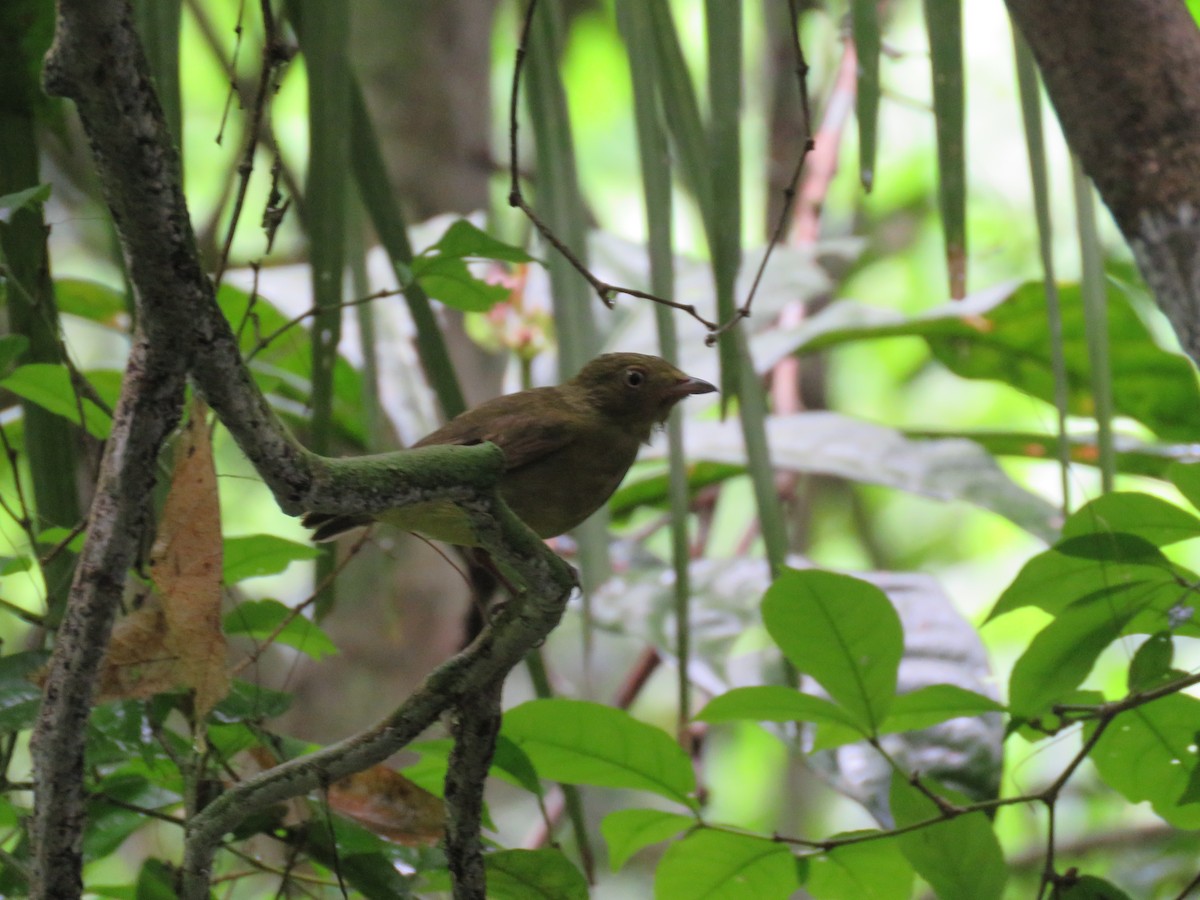 Band-tailed Manakin - ML287763261