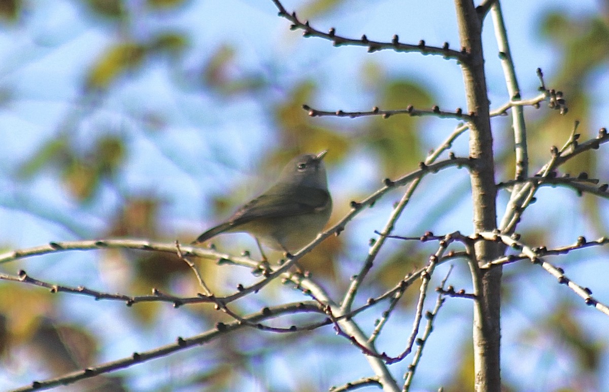 Orange-crowned Warbler - ML287763611