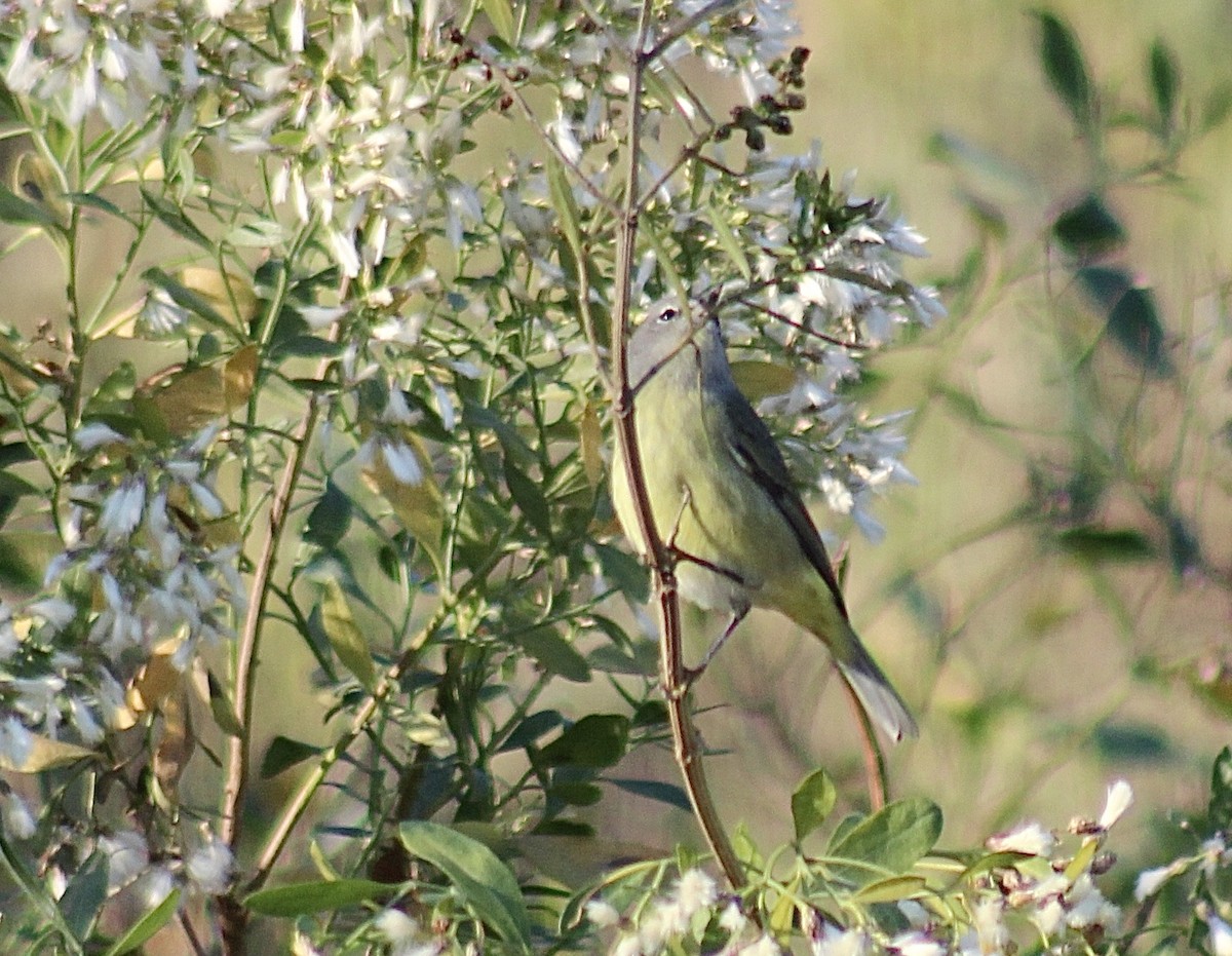 Orange-crowned Warbler - ML287763621