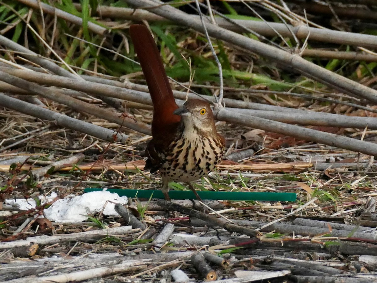 Brown Thrasher - Ron Smith